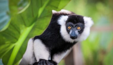 A curious indri lemur perches on a branch, exploring its vibrant surroundings in Madagascar, showcasing its unique markings and expressive eyes.