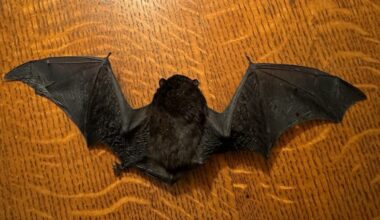 New colony of critically endangered long‑tailed bats discovered in Hawke’s Bay