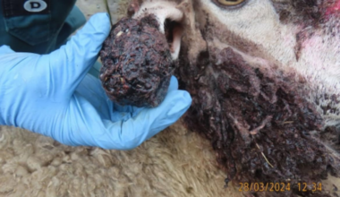 Rangiora farmer Gary Evans banned from owning livestock for life after sheep neglect