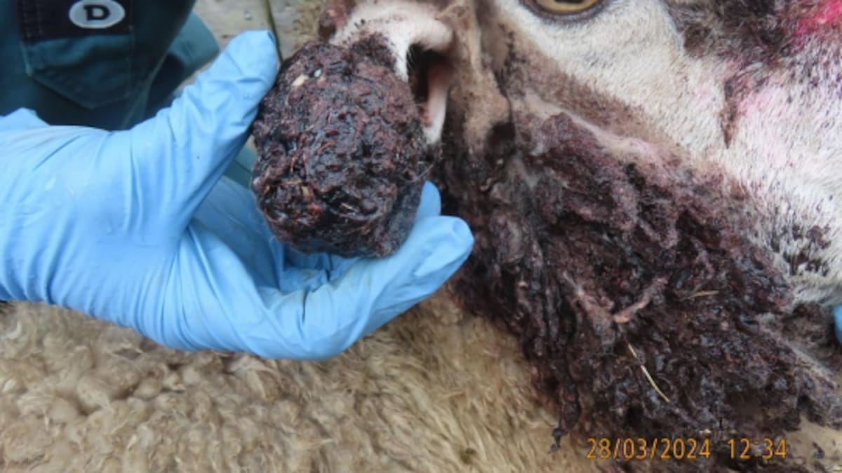 Rangiora farmer Gary Evans banned from owning livestock for life after sheep neglect