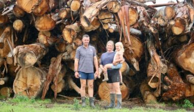 Clutha storm cleanup continues: 150,000 tonnes of fallen trees, $1m council costs