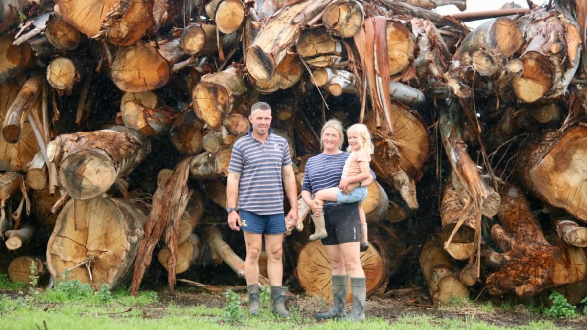 Clutha storm cleanup continues: 150,000 tonnes of fallen trees, $1m council costs