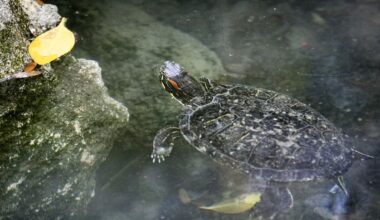 Turtles thought stolen from Cornwall Park aviary, Hastings