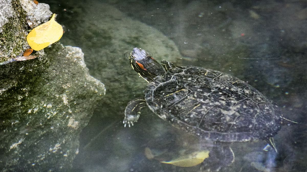 Turtles thought stolen from Cornwall Park aviary, Hastings