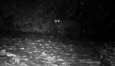 Jaguar meow
