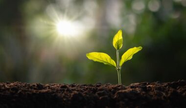 Productivity puzzle: What will keep New Zealand’s green shoots growing? – Dr Jacqueline Rowarth