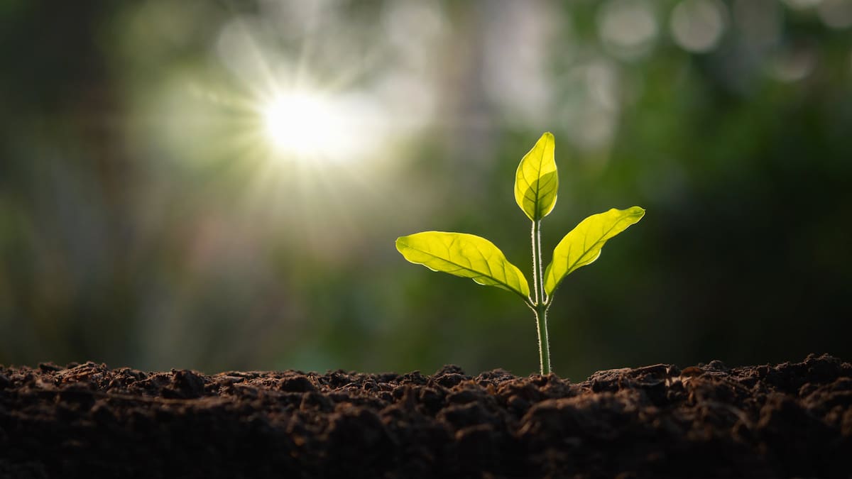 Productivity puzzle: What will keep New Zealand’s green shoots growing? – Dr Jacqueline Rowarth