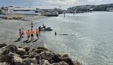 Two beaked whales wash up in Napier on consecutive days