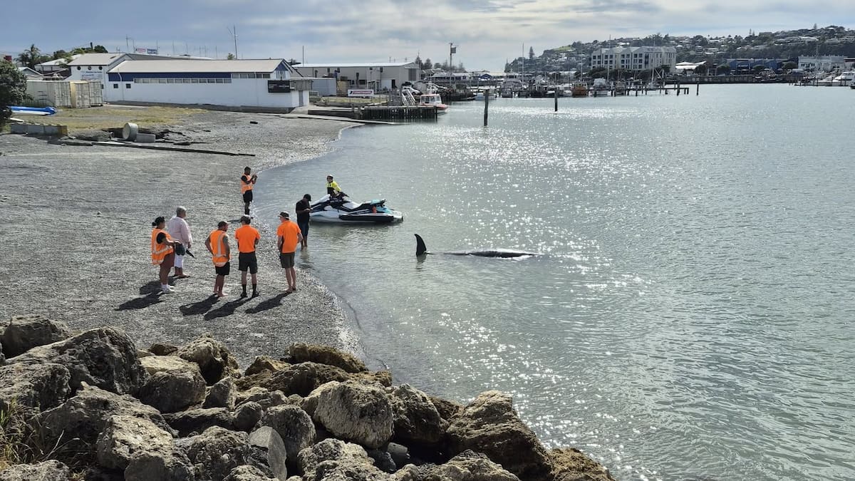 Two beaked whales wash up in Napier on consecutive days