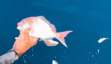 Trail of dead fish found off Great Barrier Island, Hauraki Gulf; Fisheries NZ investigates