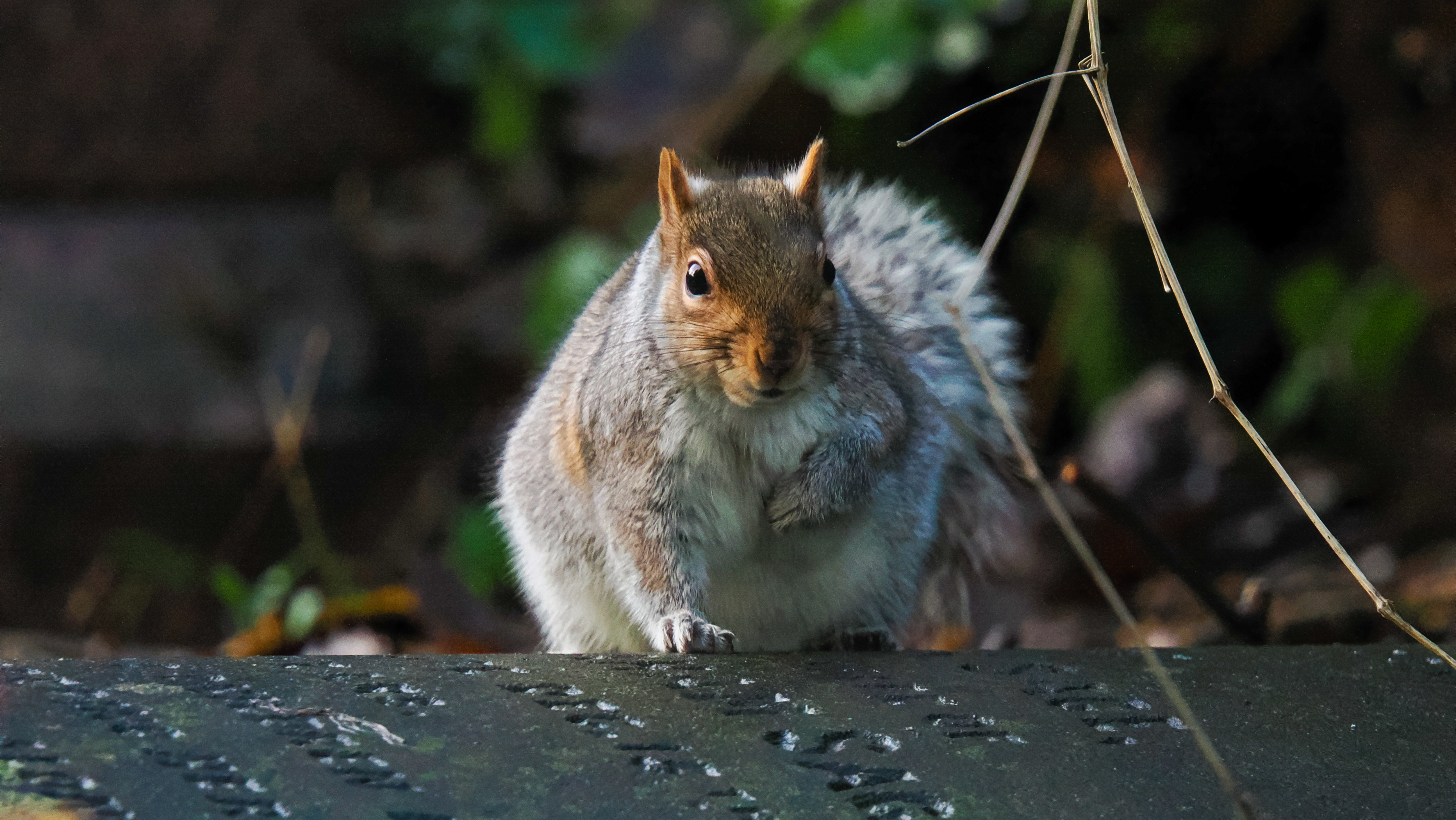A wildlife photo taken on an OM System OM-1 Mark II mirrorless Micro Four Thirds camera