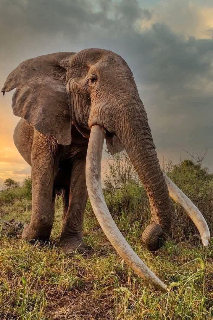 This undated photo shows Craig, the iconic elephant with super tusks, died from natural causes on Saturday, Jan. 3, 2026 in Amboseli National Park, Kenya. (Kenya Wildlife Service via AP)