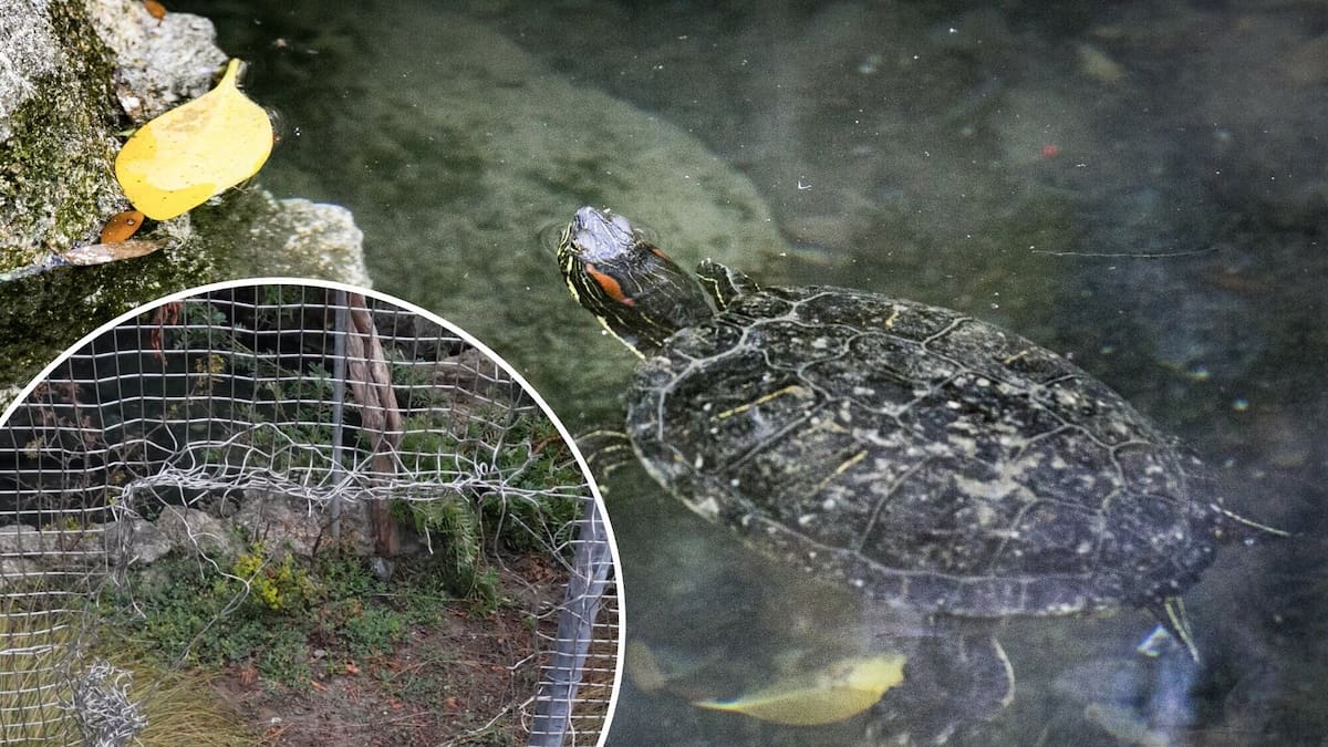 Hastings council urges thieves to return stolen turtles, fears they may have been dumped