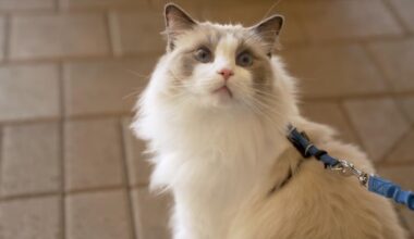 Lychee, a white, domestic long-haired cat, with big blue eyes and gray markings on its face, had FIP, a feline coronavirus. He was part of a clinical trial to cure him of the disease.