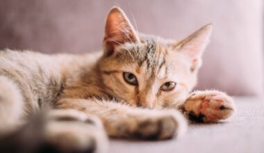 Roaming cats pose threat to native wildlife in Queenstown wetland