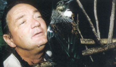 Northland’s talking tūī remembered as Otorohanga bird Pleakly goes viral
