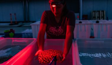 Great Barrier Reef and climate change: See the largest effort to save Australia’s gem