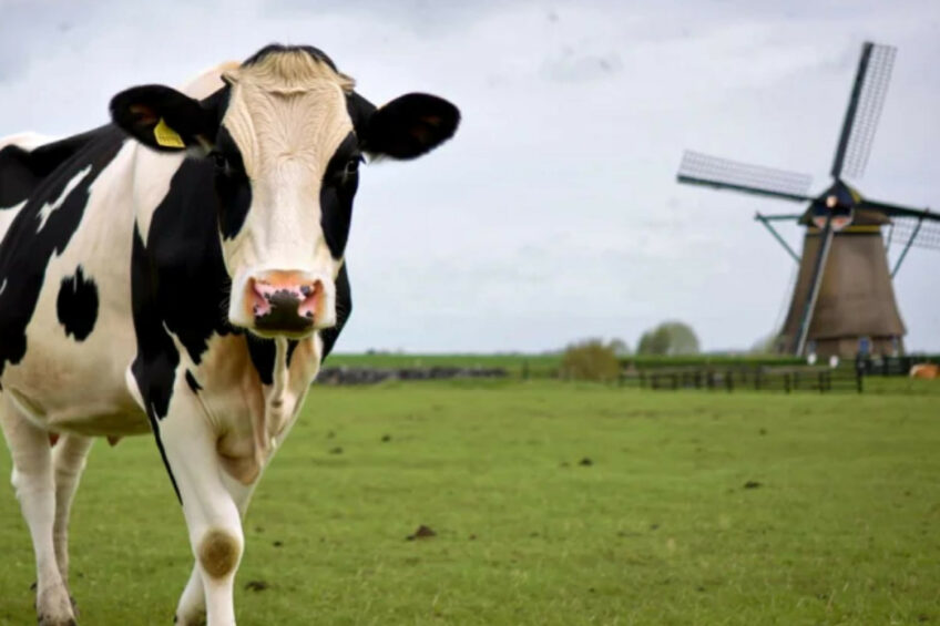 antibodies against avian influenza have not previously been detected in dairy cattle in Europe. Image created with the help of AI (Reve.art)