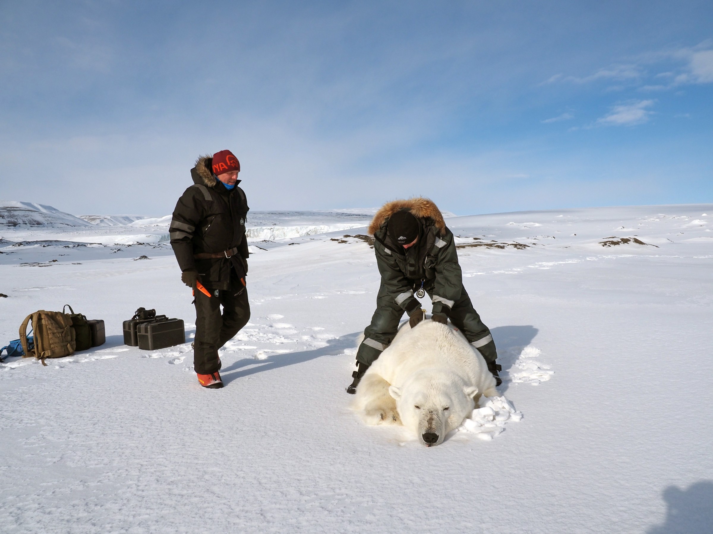 Magnus Andersen and Jon Aars, researchers at the Norwegian Polar Institute and co-authors on the new study, measure a polar bear in Svalbard.