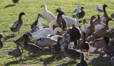 Avian botulism outbreak kills more than a dozen ducks at Napier’s Anderson Park