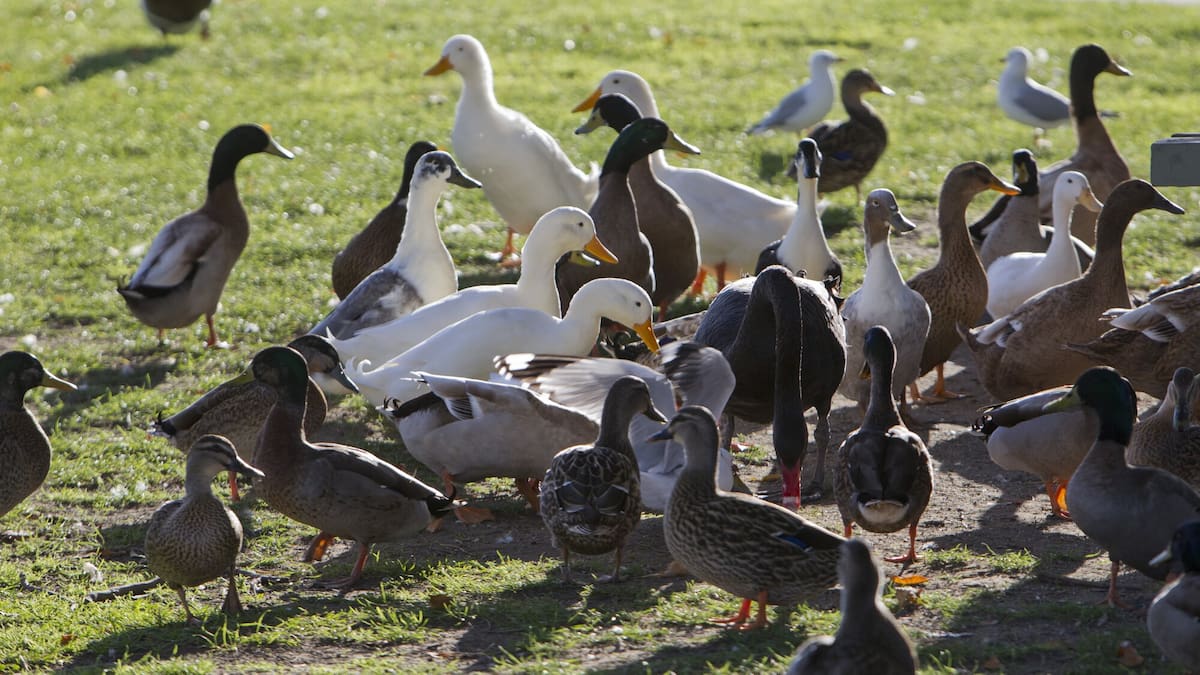 Avian botulism outbreak kills more than a dozen ducks at Napier’s Anderson Park