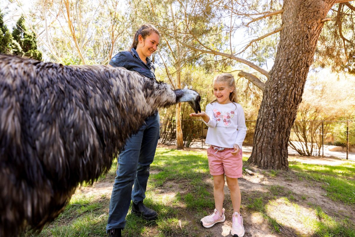 little girl feeding emu