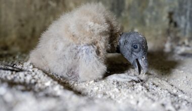 Three Andean condor chicks hatch in Colombia as species nears local extinction