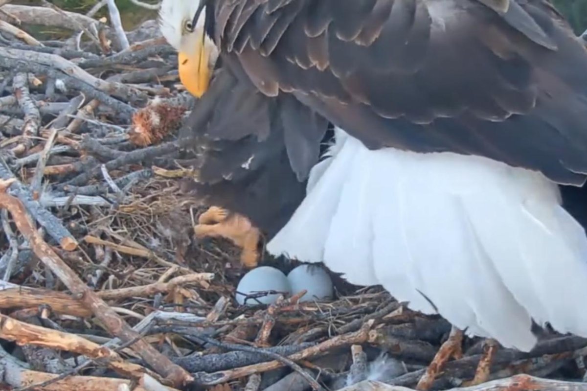 Watch: Nest camera confirms California bald eagles have a second egg