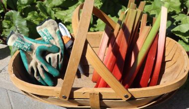 Kem Ormond’s vegetable garden: A trug is essential for January’s harvest