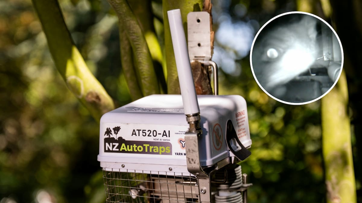 AI traps and drones boost fight to protect kiwi from predators in Whangārei