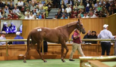 Historic yearling sale attracts enormous support from racing industry