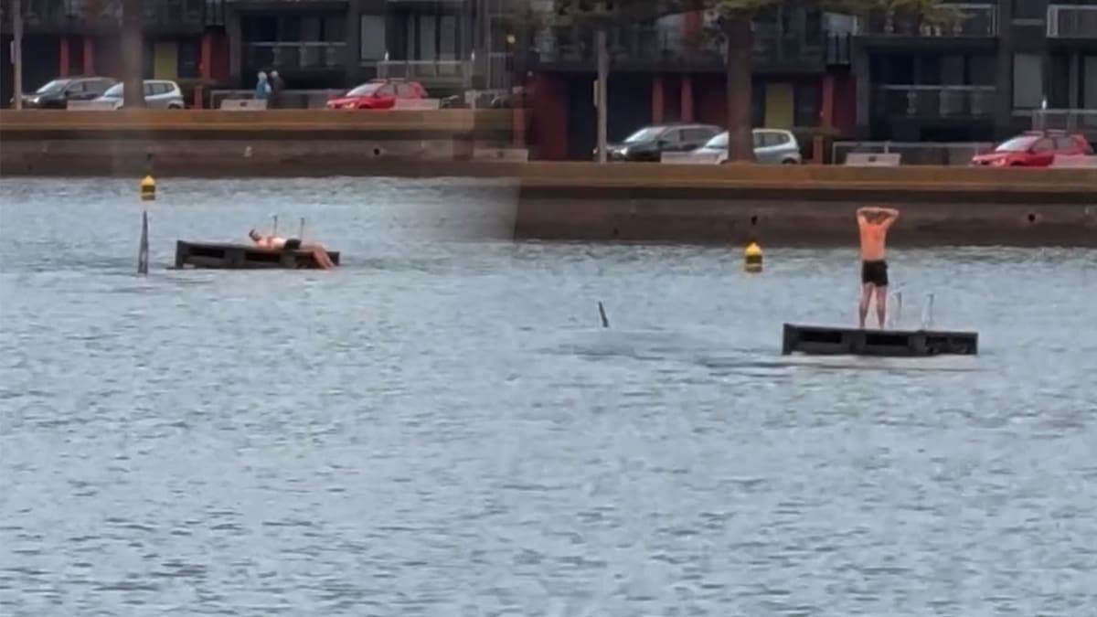 Orca surround swimmer on pontoon at Wellington’s Oriental Bay
