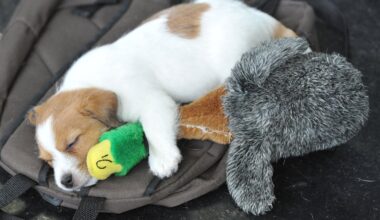 A little Jack Russell Terrier sleeps with a plush toy during the world dog show in Salzburg, Austria, on May 18, 2012. More than 30.000 dogs are expected to take part at the exhibition in Salzburg.