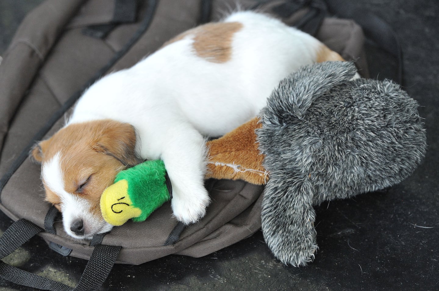 A little Jack Russell Terrier sleeps with a plush toy during the world dog show in Salzburg, Austria, on May 18, 2012. More than 30.000 dogs are expected to take part at the exhibition in Salzburg.