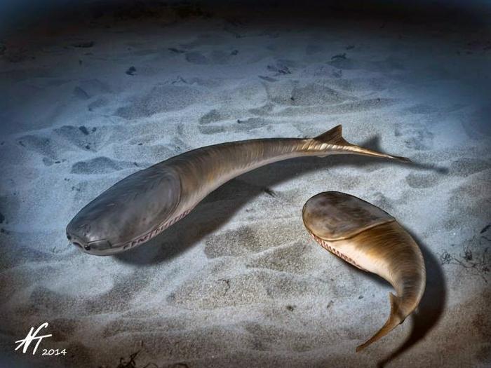 Illustration of Ordovician Sacabambaspis