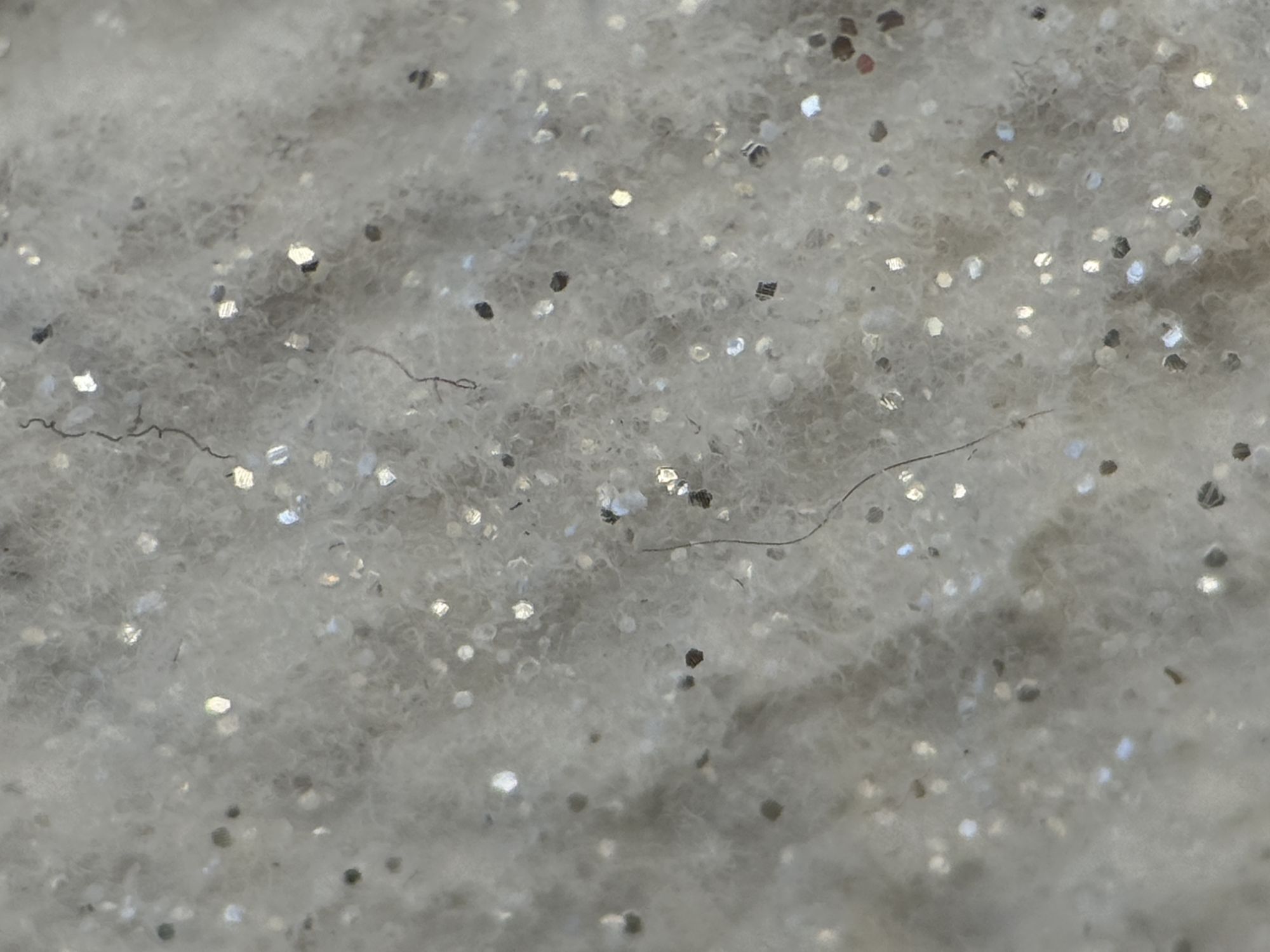 Shiftcam 240mm Super Zoom Tele macro sample.