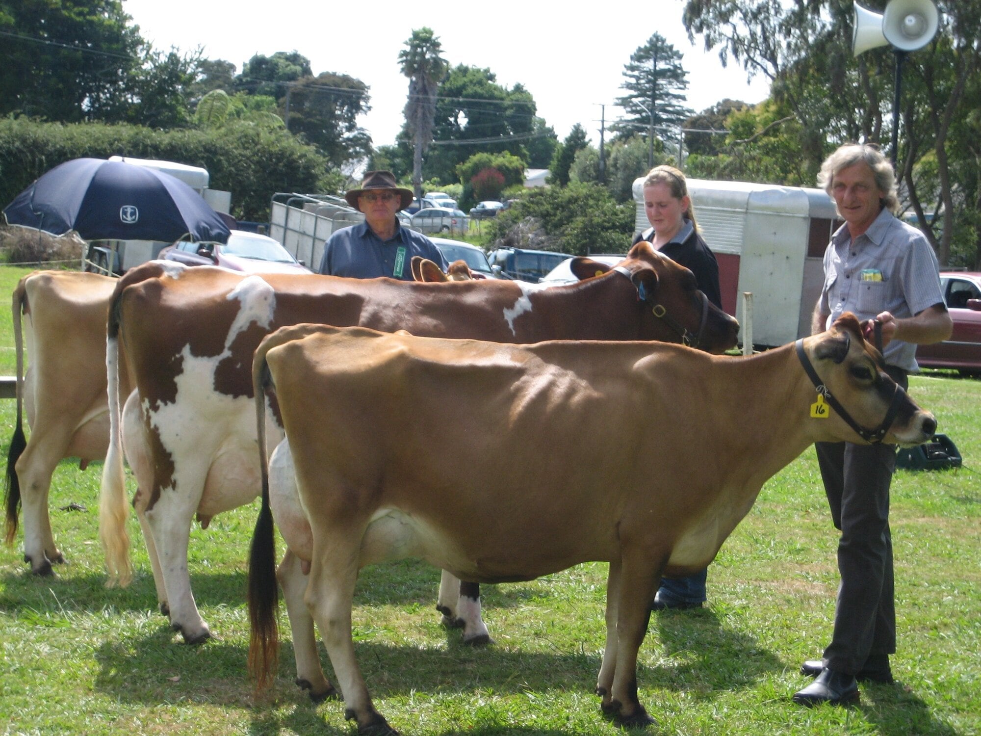 The dairy cattle competition, as show here back at 2010’s Katikati A&P Show, will return this year on February 1 at Uretara Domain. Photo / File