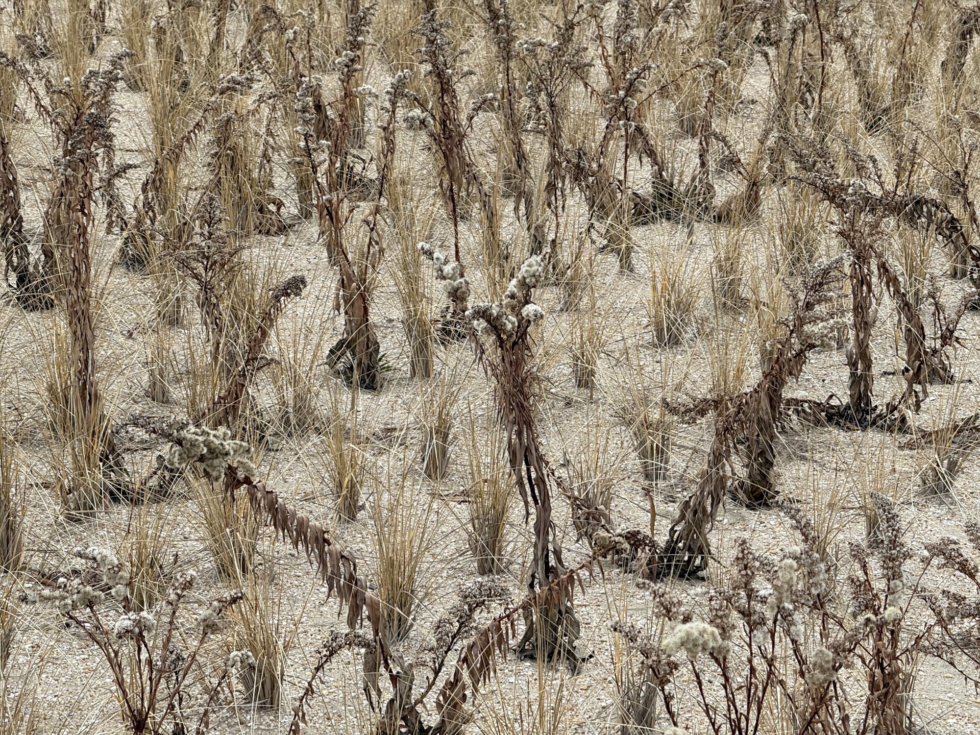 Shiftcam 240mm Super Zoom Tele zoom sample.