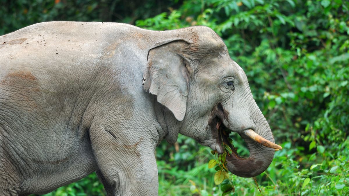 India hunts rampaging elephant that killed 20 people and injured 15