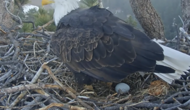 Bald Eagle with egg
