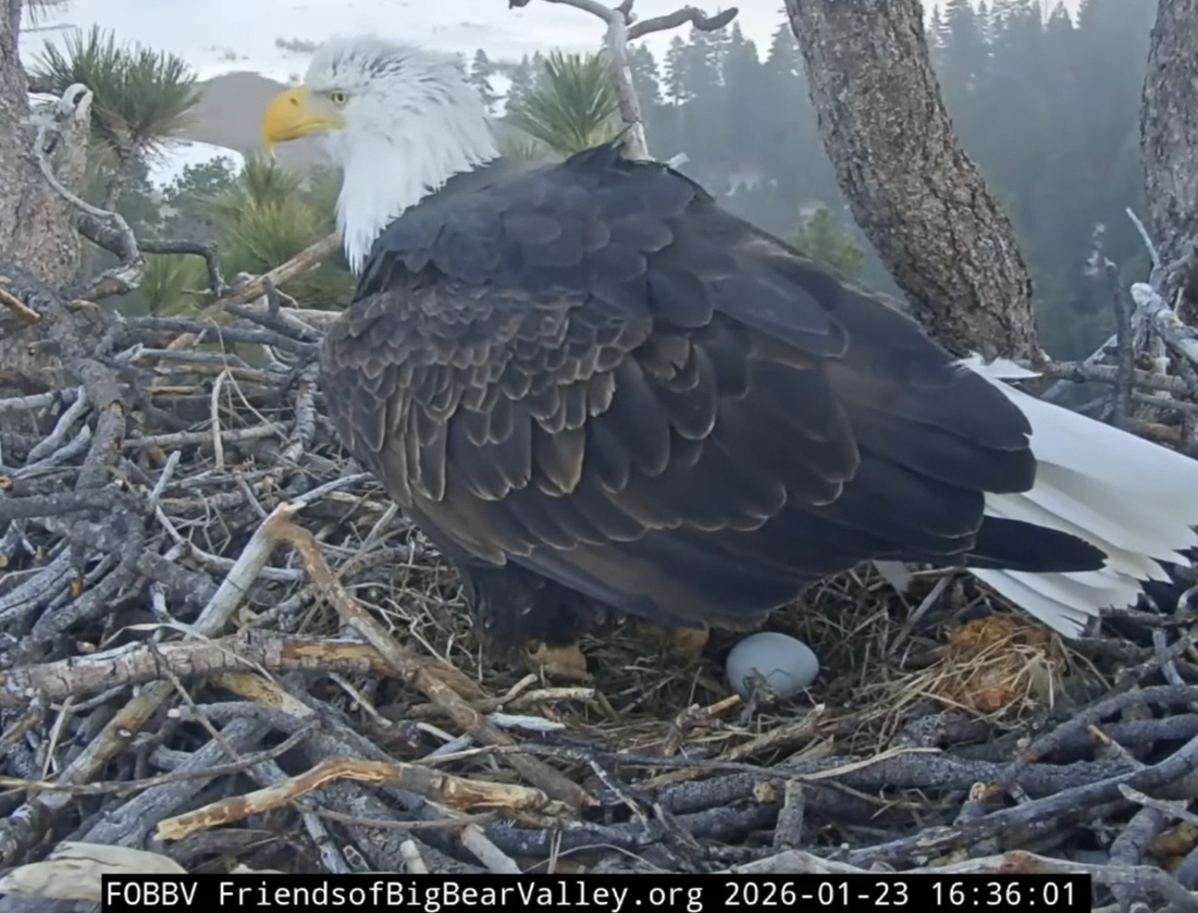 Bald Eagle with egg