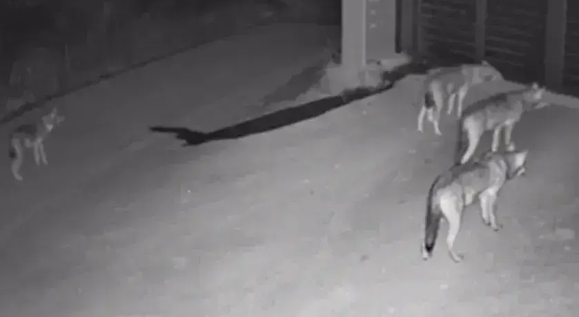 Wolf pack near Thessaloniki not threatening to humans, says NGO