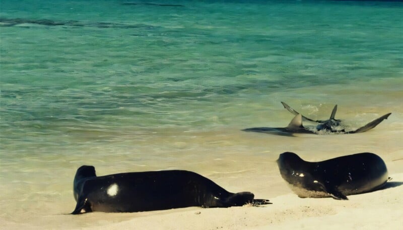 Two monk seals rest on a sandy beach near the shoreline, while a shark swims in the shallow turquoise water just offshore. The sea is calm and clear under bright daylight.