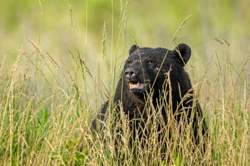 A black bear sits in tall, green and brown grass, looking alert with its mouth slightly open. The background is a blurred mix of grass and greenery.