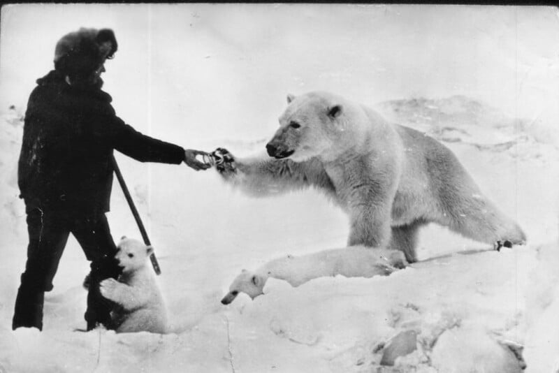 A person in winter clothing extends a hand to a standing adult polar bear, while two polar bear cubs are nearby in the snow. The scene appears calm amidst an icy, snowy landscape.