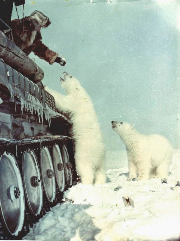 A person in winter clothing feeds a treat to a standing polar bear from a vehicle, while another polar bear cub waits nearby on snowy ground.