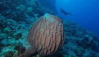 Bristol Scientists Discover Early Sponges Were Soft