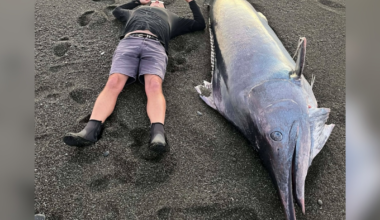 Huge black marlin washes ashore near Birdlings Flat