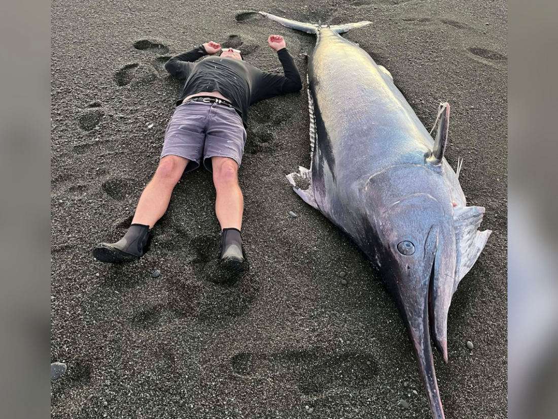 Huge black marlin washes ashore near Birdlings Flat
