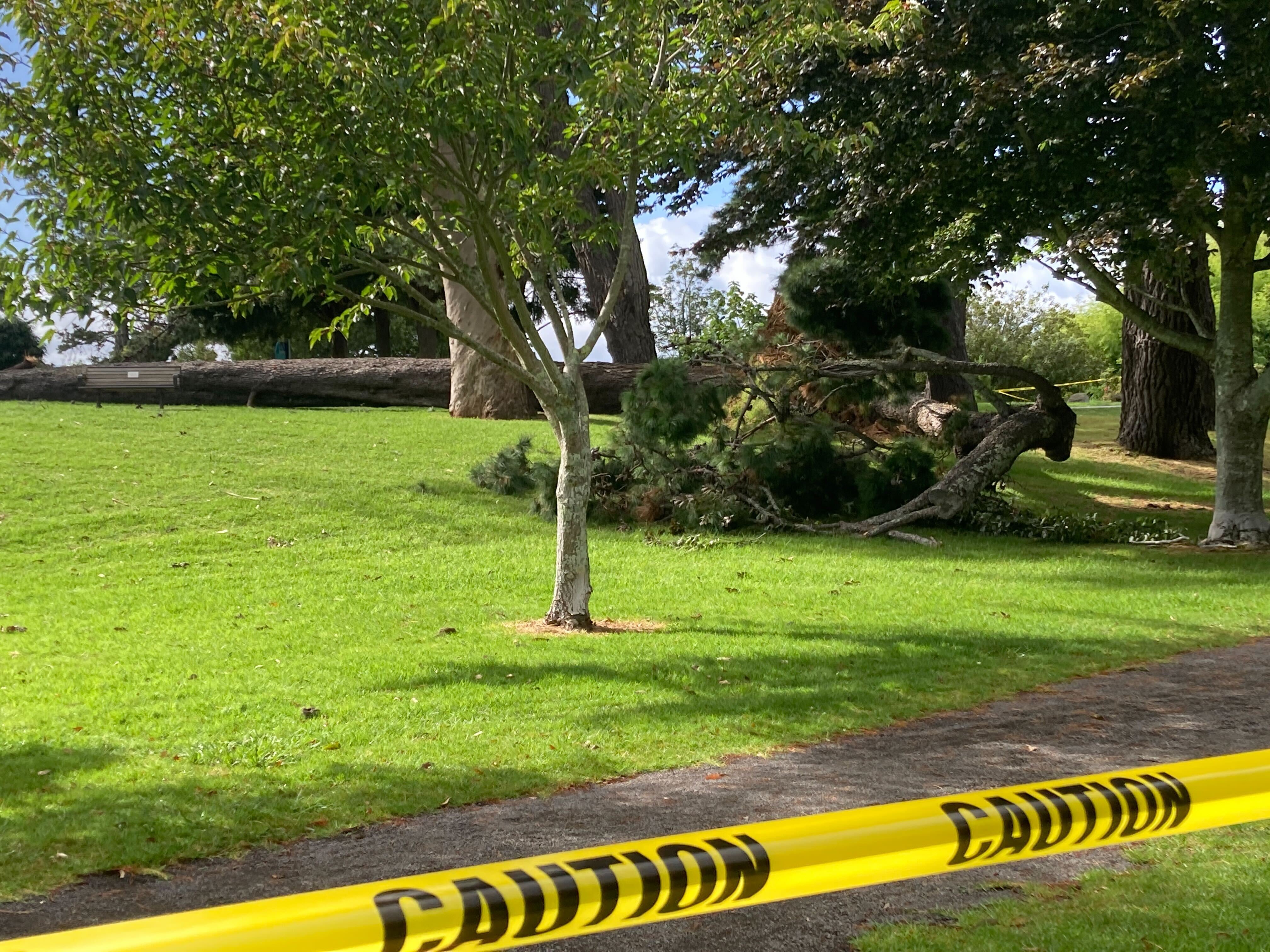 Yatton Park in Tauranga has been closed off after due to a fallen tree. Photo / Samantha Motion